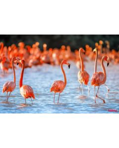 KOLMA Schreibunterlage Flamingos 50x34cm 